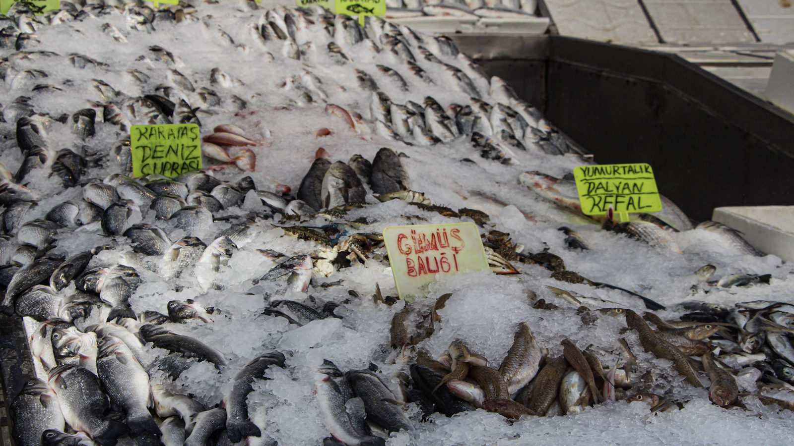 av yasagi bitti tezgahlar doldu balikta bolluk yasandi fiyatlar yariya indi GvUvFZrS