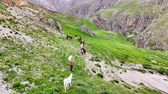 munzur daglarindaki yilki atlari dron ile goruntulendi AUMLFuJD