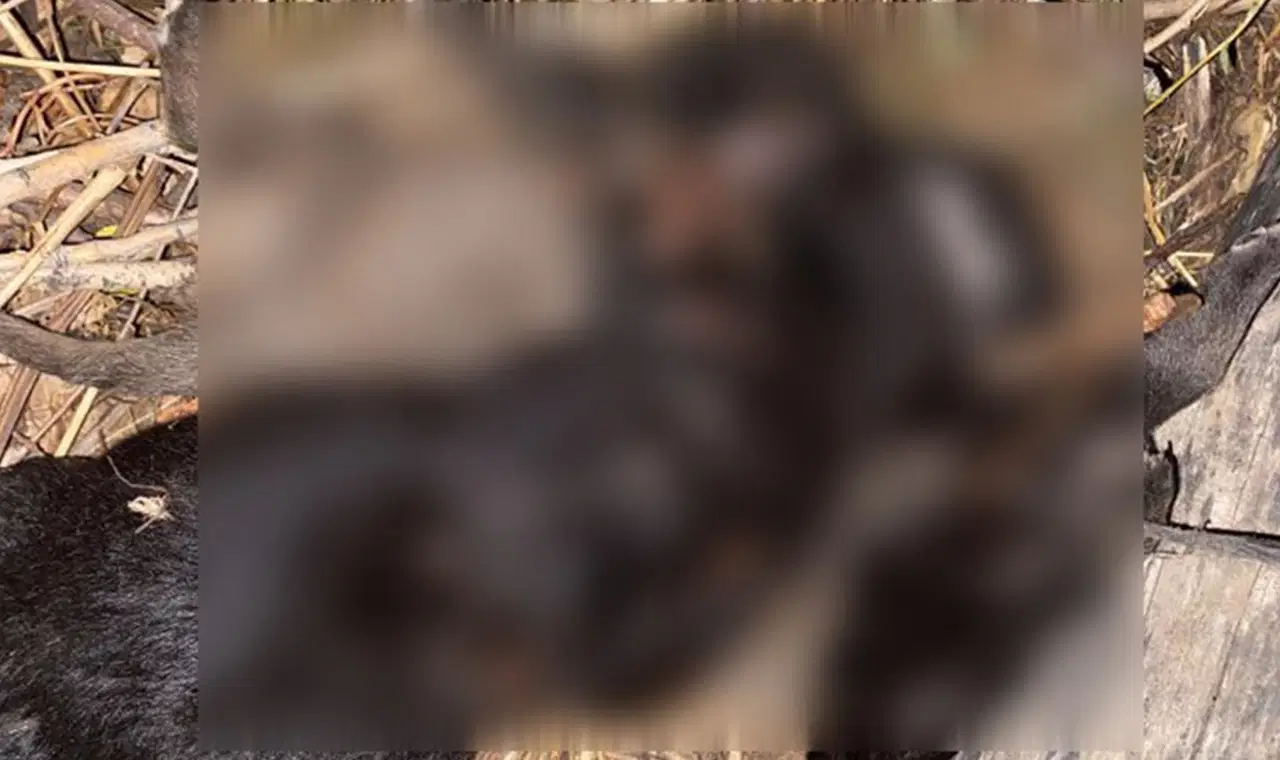 tokatta 4 yavru kopegin olum nedeni belli oldu 2JAPuuQy