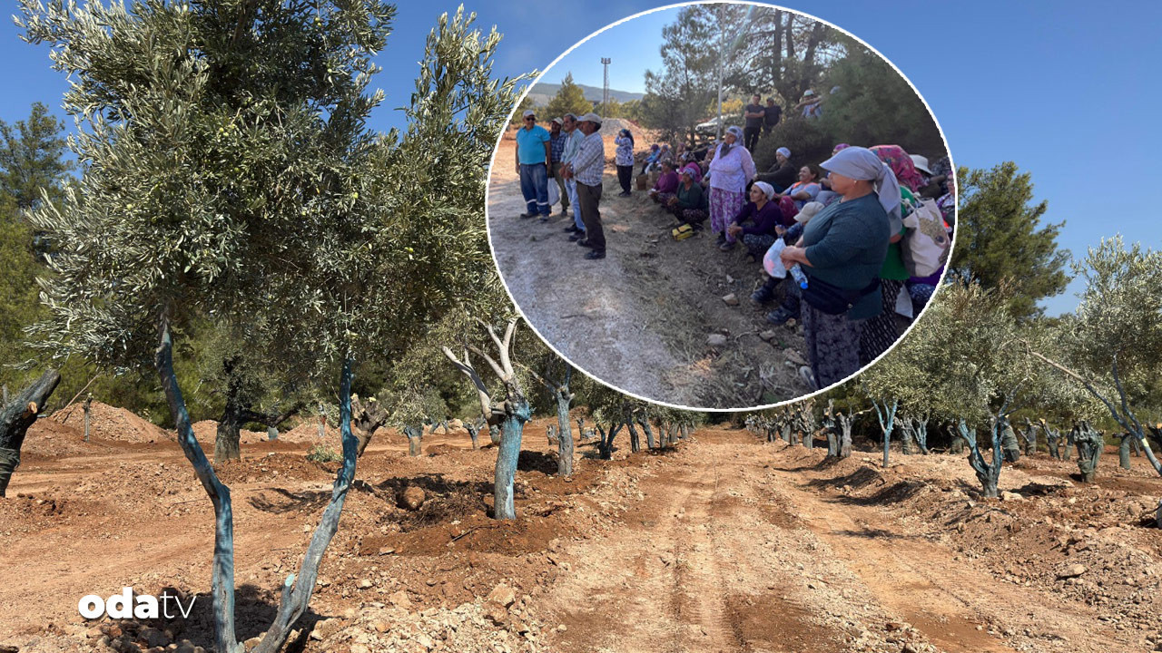 zeytinler tasiniyor koylulerden can suyu 5y9fpEdn