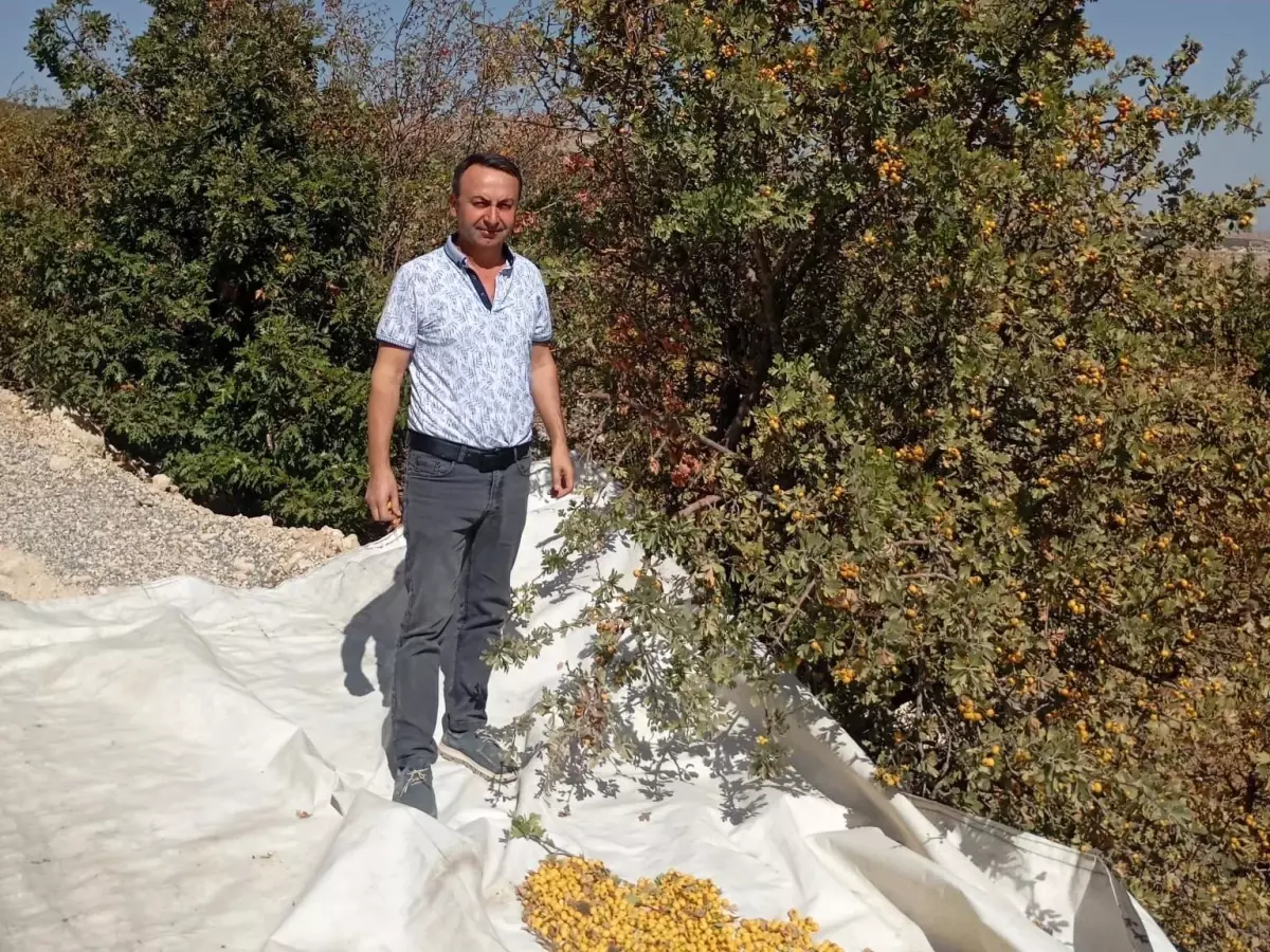 akcadagda alic hasadi devam ediyor DpsZp6mR