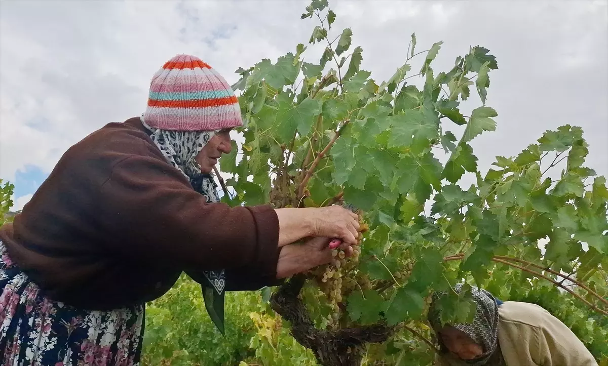 beypazarinda bag bozumu ve pekmez yapimina baslandi JQ1b9xEE