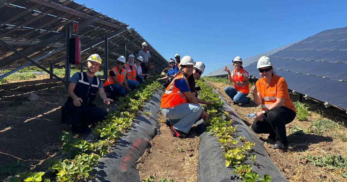 enerjisa uretim agrivoltaik tarim uygulamalari ile 5 ton hasat yapti 3D6GyC3g.webp