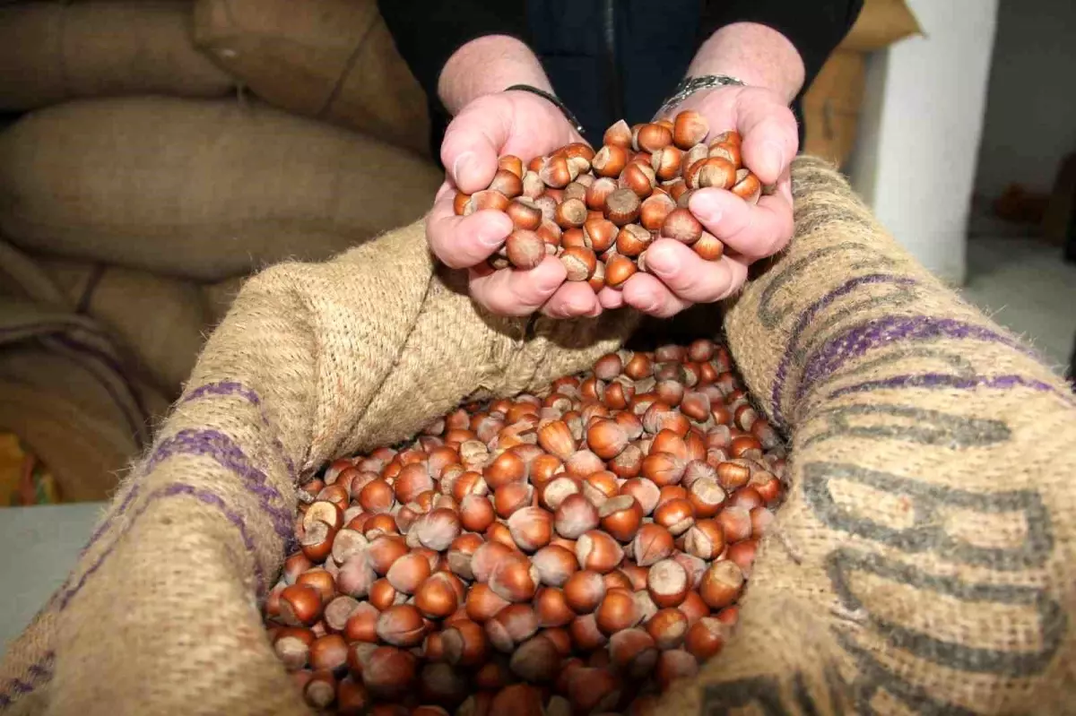 giresunda findik fiyatlari haftayi 315 liradan kapadi FZ5v9MV3