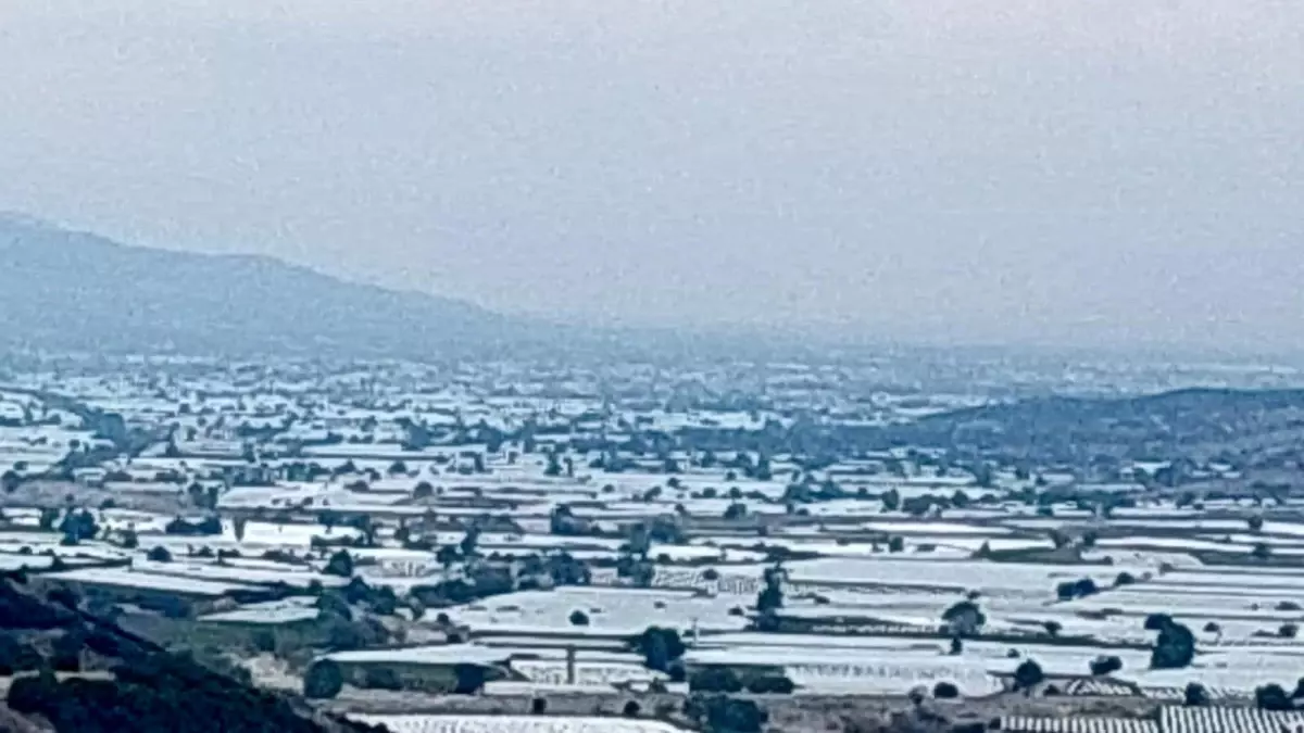 sarigolde uzum ureticileri ihracat icin hasada cagri iyi ixJannh2.jpg