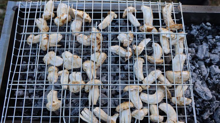 kilosu etle yarisiyor japonlarin gozdesi sedir mantari cikti KmcqRTUM.jpg