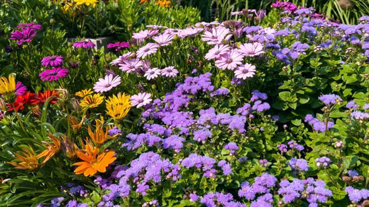 Solan çiçekler bile canlanıyor! Kök güçlendirici aspirin-maya serumu