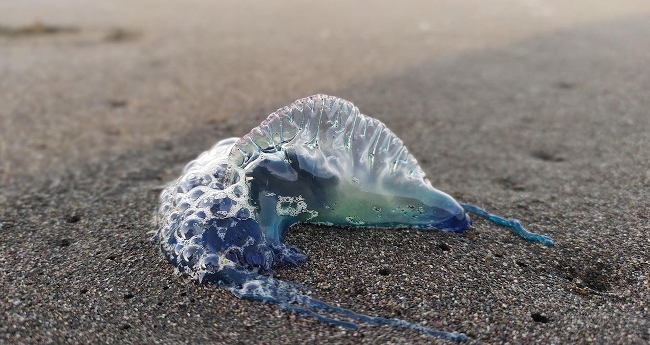 tek tek sahile vuruyorlar uzmanlar uyardi sakin dokunmayin PHtuuIV2.jpg