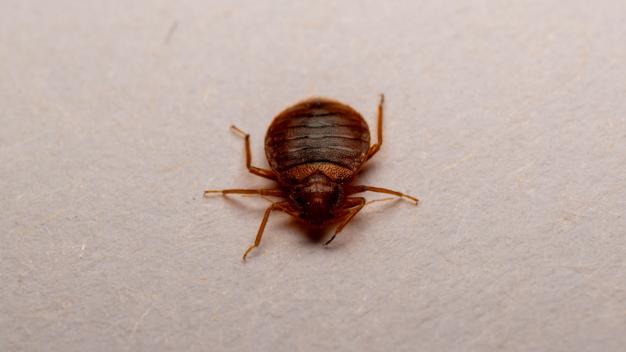 Tahtakurularının uykusunu kaçıran gerçek: Meğer en çok bundan korkuyorlarmış