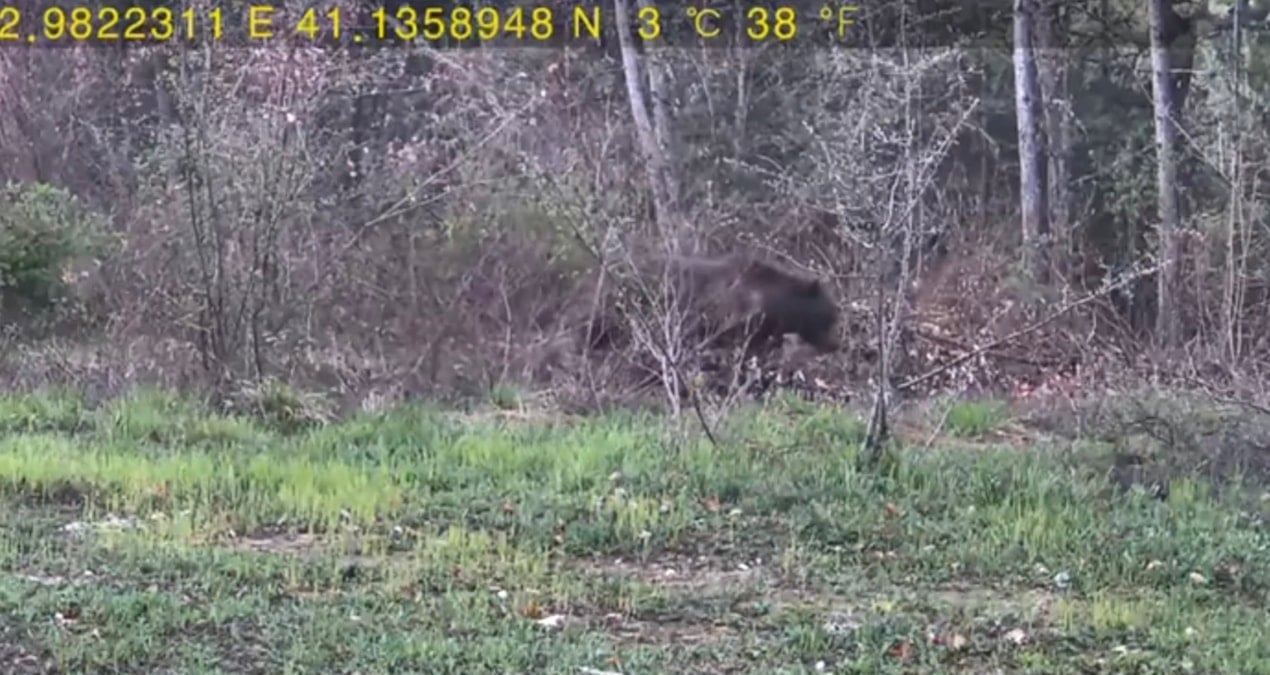 Yaban Hayatı Gözlemlemek İçin Ormana Fotokapan Kurdu