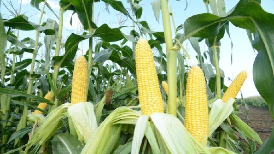 Mısır İthalatı İçin Yeni Tarife Kontenjanı Duyuruldu