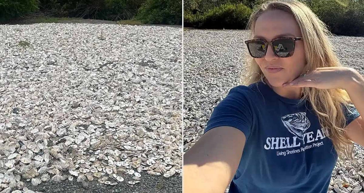 Her Sabah Restoran Çöplerinden İstiridye Kabukları Toplayan Deniz Biyoloğu, Çevre İçin Örnek Bir Proje Geliştiriyor