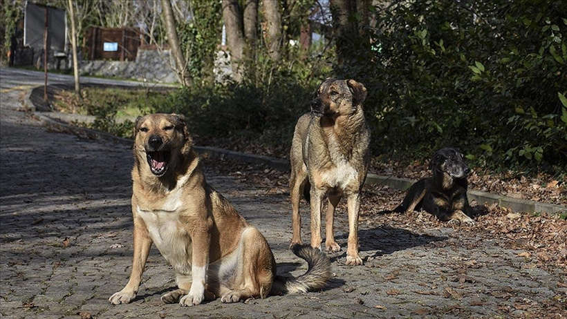 Bakan Çiftçi, Türkiye’deki Sokak Köpeklerinin Toplanma Durumunu Açıkladı