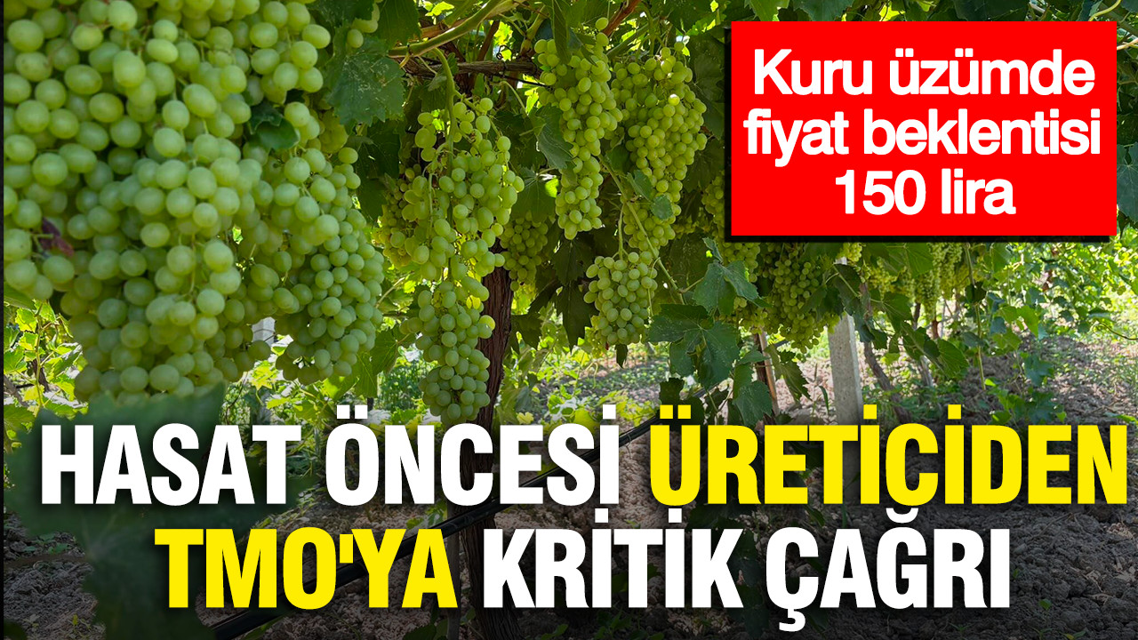 Hasat öncesi üreticiden TMO’ya kritik çağrı: Kuru üzümde fiyat beklentisi 150 lira Haber gorseli