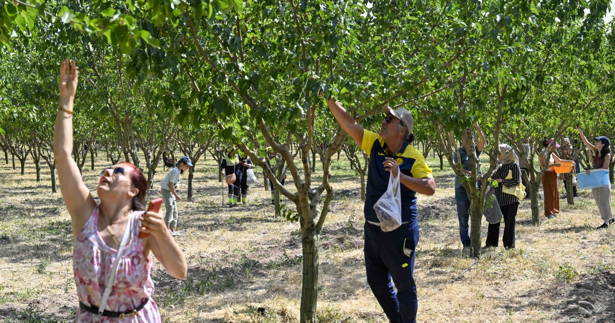 Başkentliler ATA Çiftliği’nde hasat coşkusunu yaşadı Img